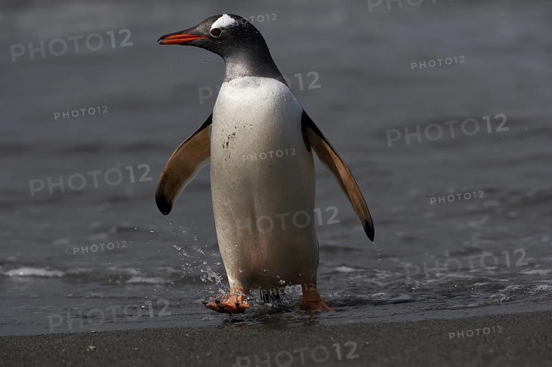 Gentoo penguin