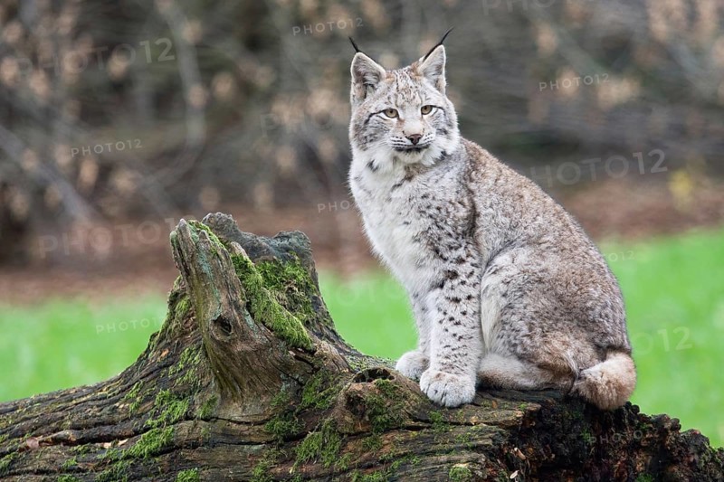 Eurasian lynx