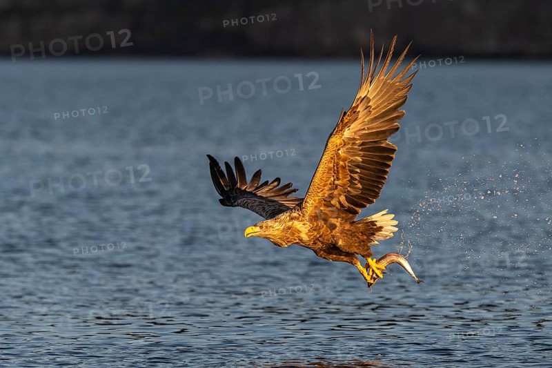 White-tailed eagle