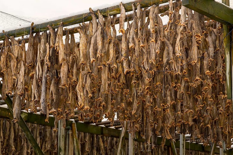 Cod stockfish drying on rack