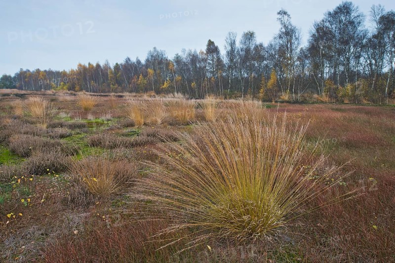 Purple moor grass