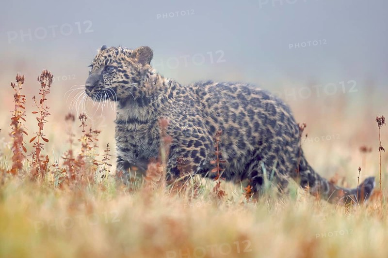 Indian indian leopard