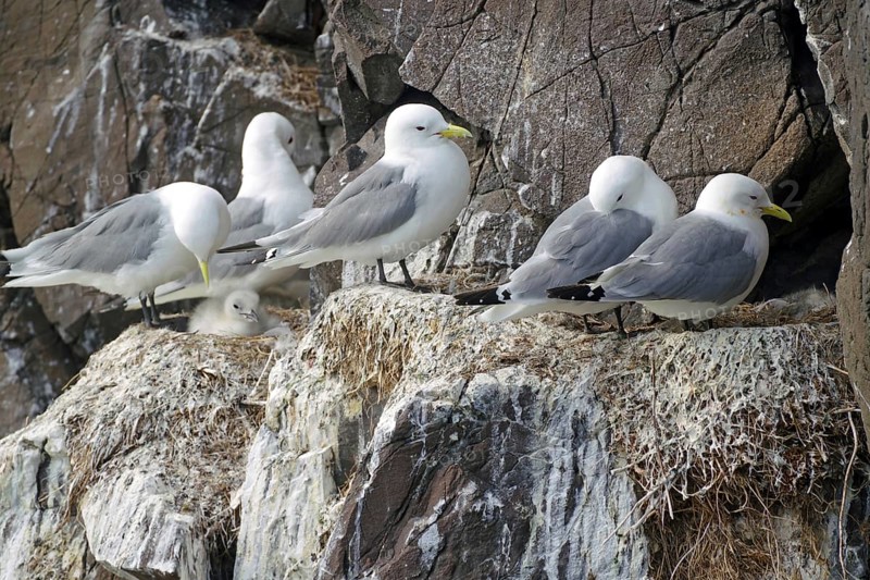 Kittiwakes with young sitting on rocks