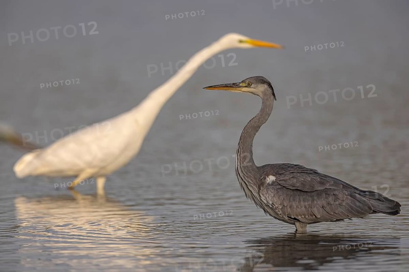 Grey heron