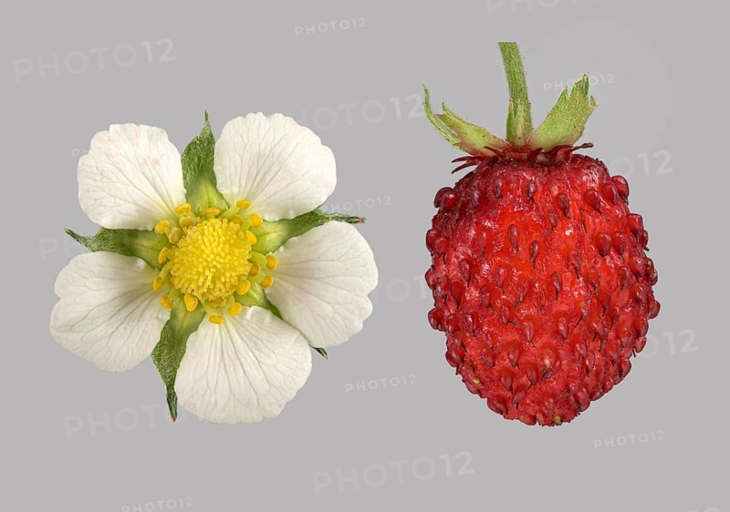 Woodland strawberry