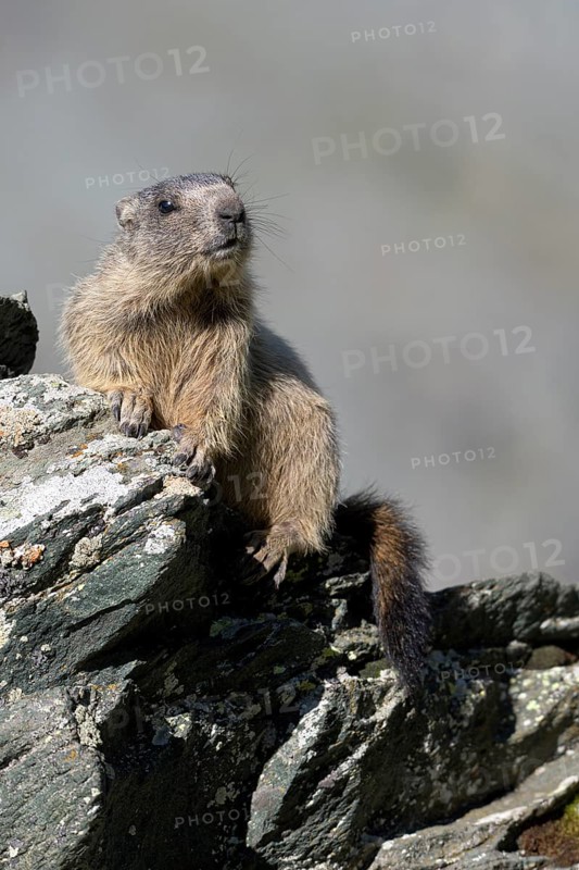 Alpine marmot