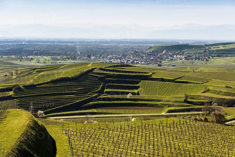 Vineyards in spring