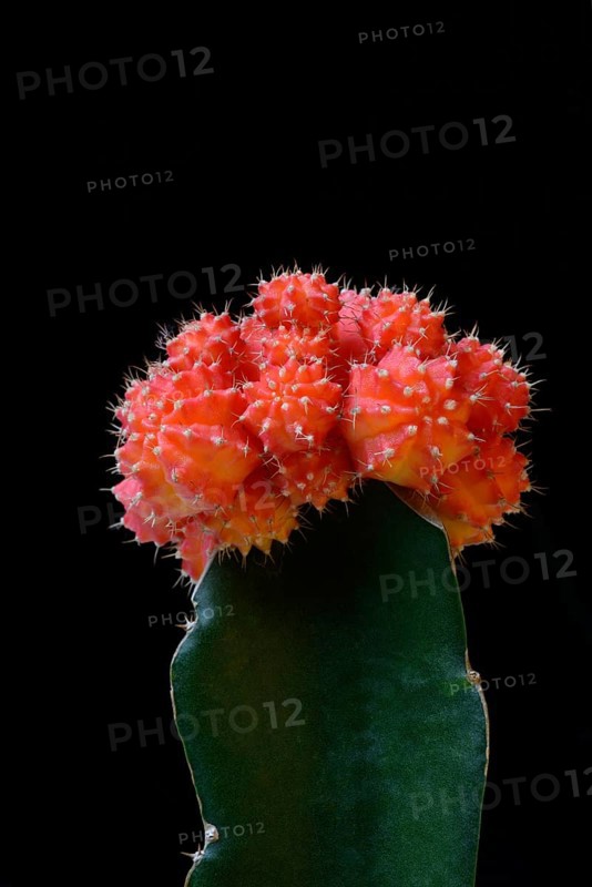 Grafted cactus