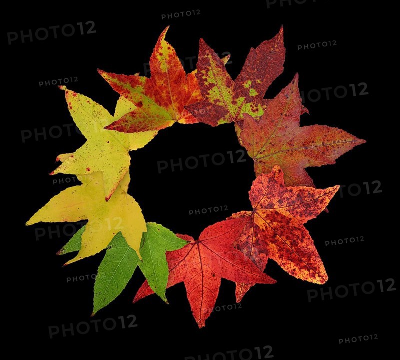 American sweetgum