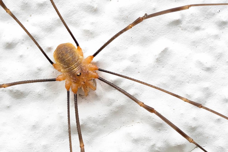 Harvestman