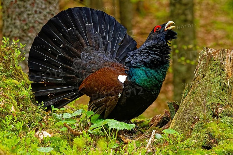 Western capercaillie