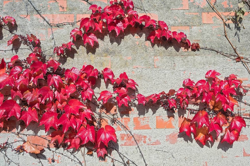 Boston ivy
