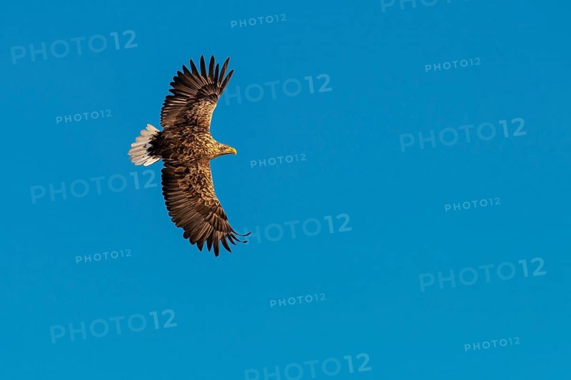 White-tailed eagle