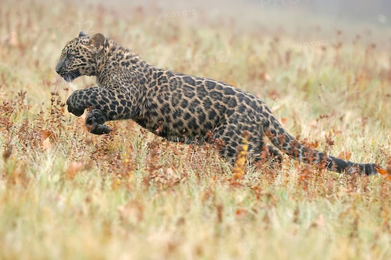 Indian indian leopard
