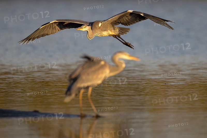 Grey heron