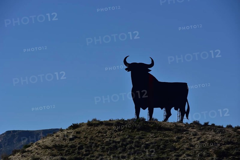 Osborne bull on hill