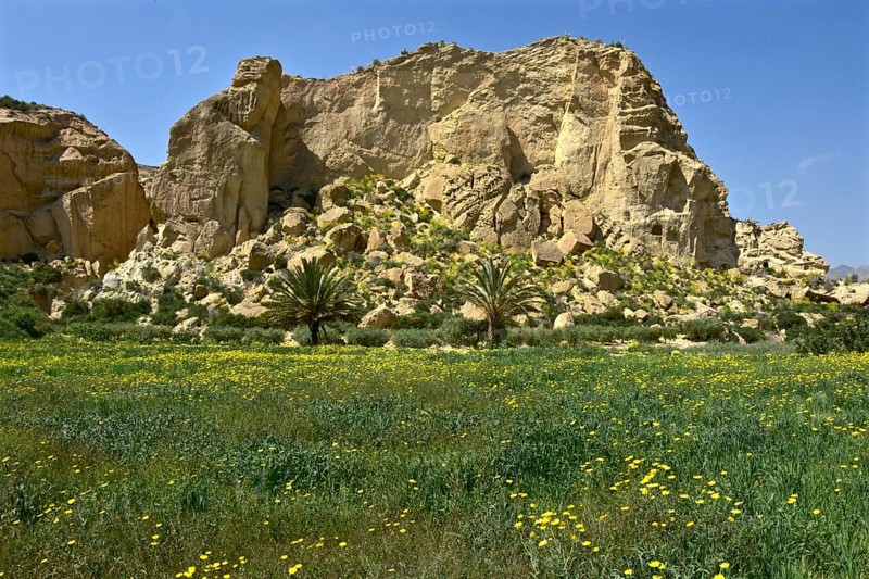 Palm trees on yellow flowering meadow in front of rock face