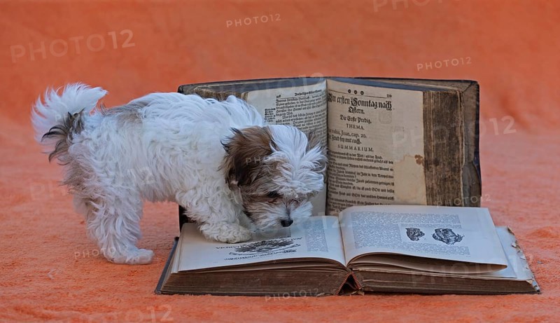 Bolonka Zwetna puppy with old books