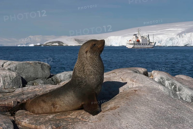 Antarctic fur seal
