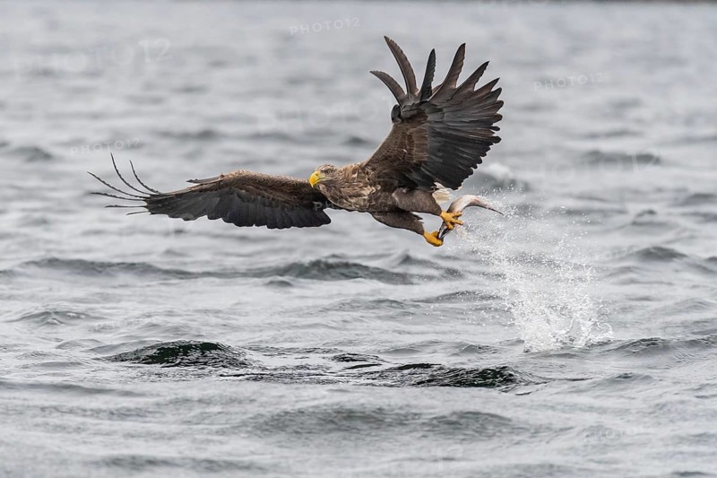 White-tailed eagle