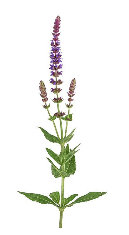 Woodland sage