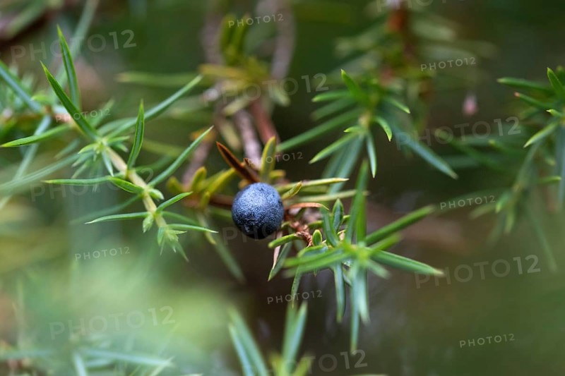 Common juniper