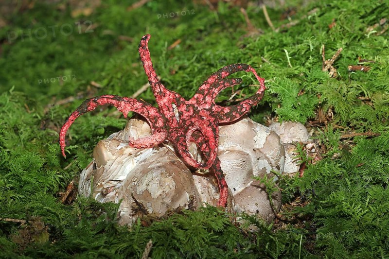 Octopus stinkhorn