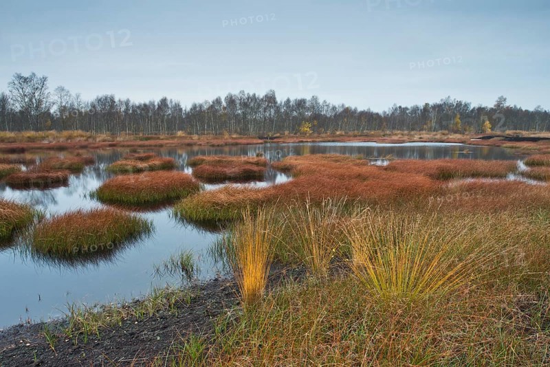 Autumn bog with narrow-leaved common cottongrass