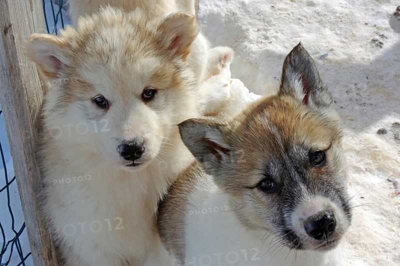Two young sled dogs look into the camera