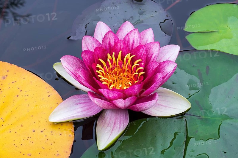 Water lily