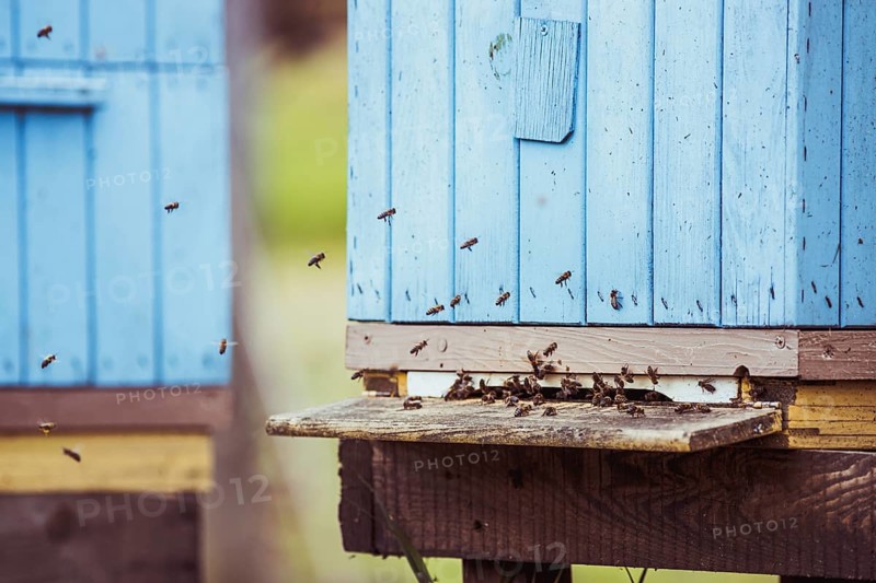 Bees