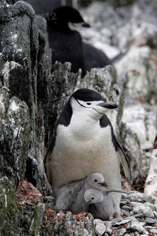 Chinstrap Penguin