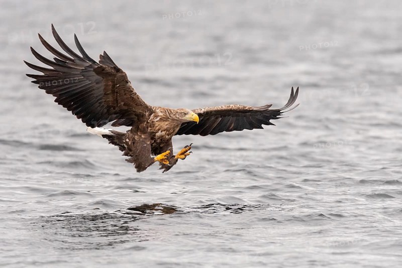 White-tailed eagle