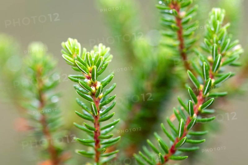 Black crowberry