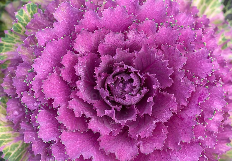 Vegetable cabbage