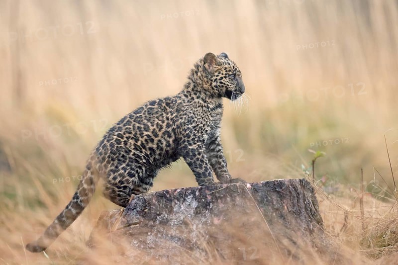 Indian indian leopard