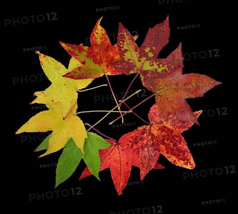 American sweetgum