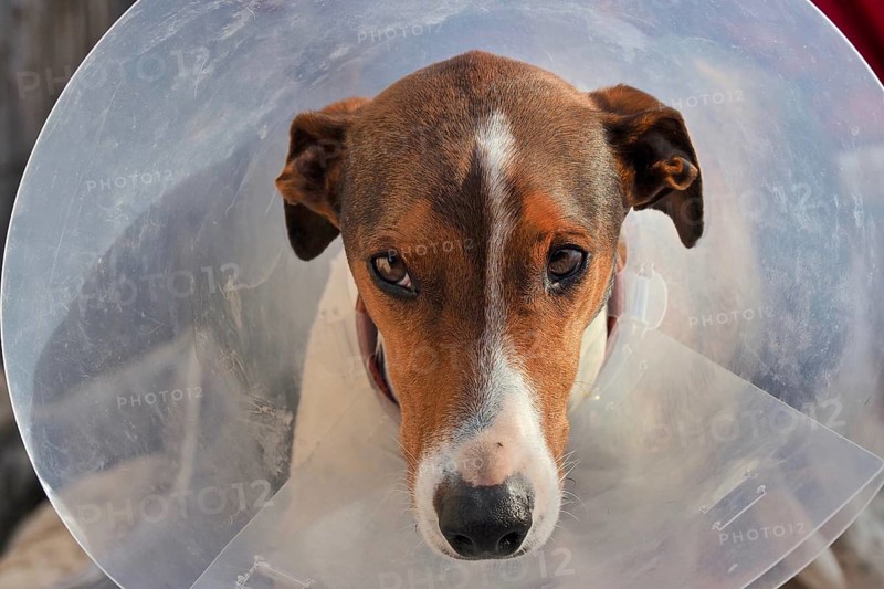 Suffering dog with neck collar