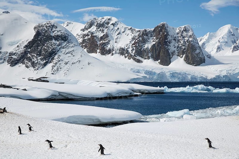 Gentoo penguins