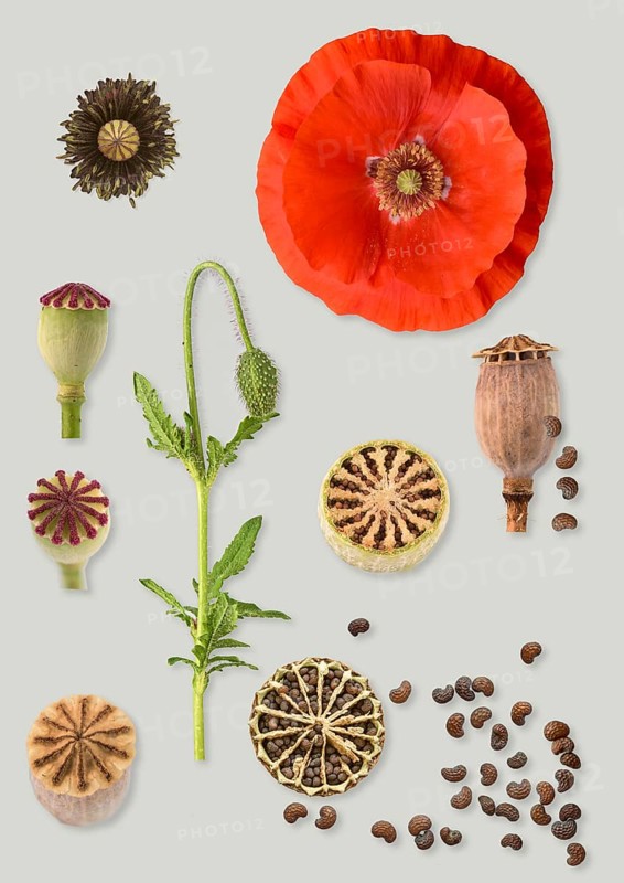 Poppy flowers
