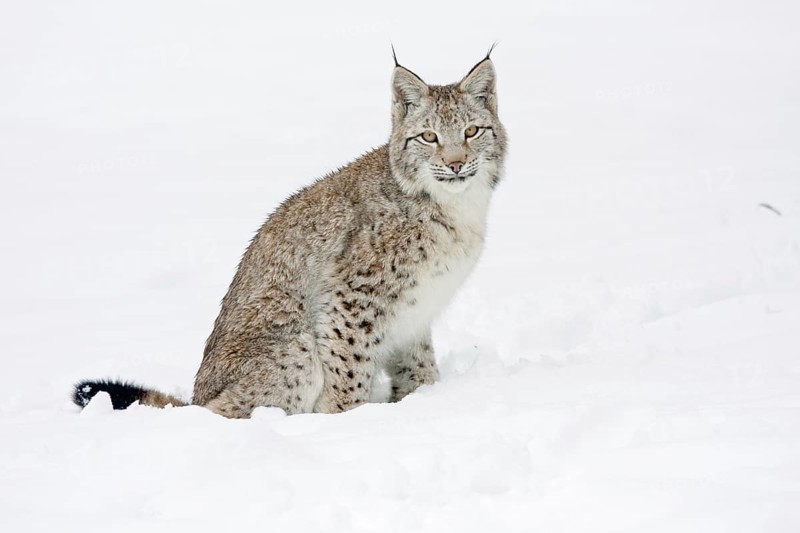 Eurasian lynx
