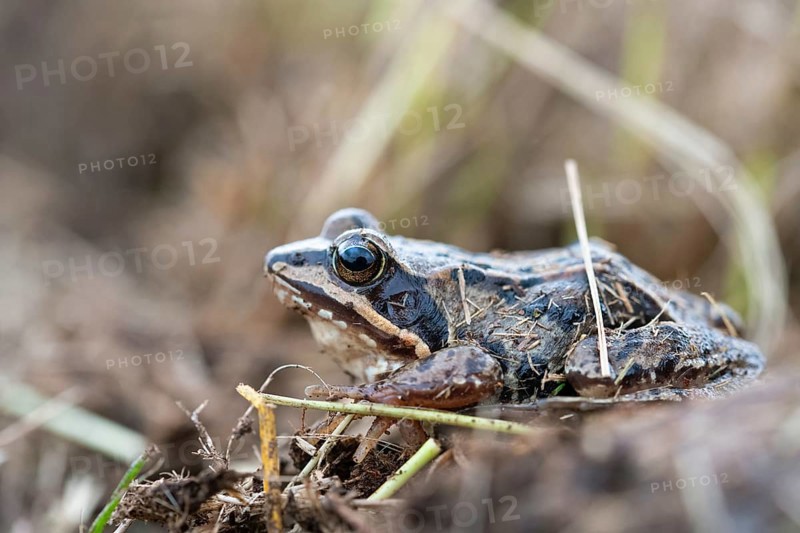 Moor frog