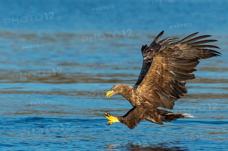 White-tailed eagle