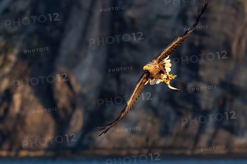 White-tailed eagle