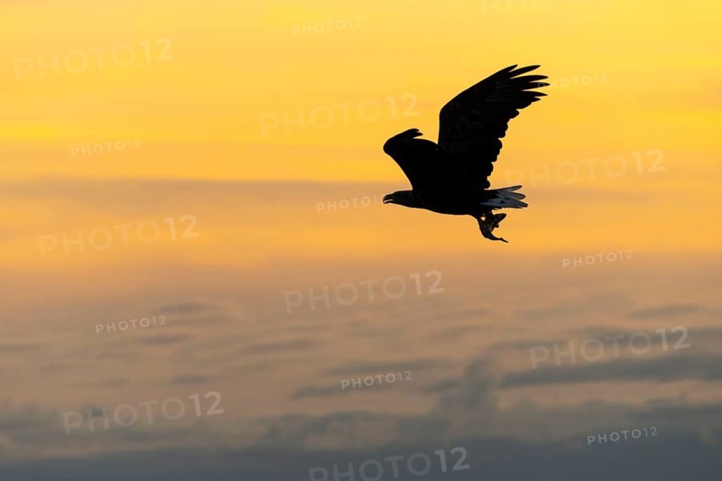 White-tailed eagle