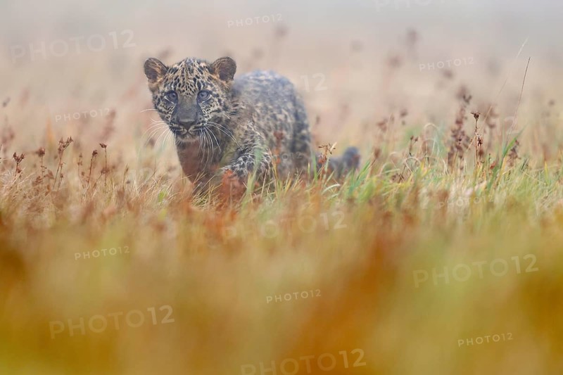 Indian indian leopard