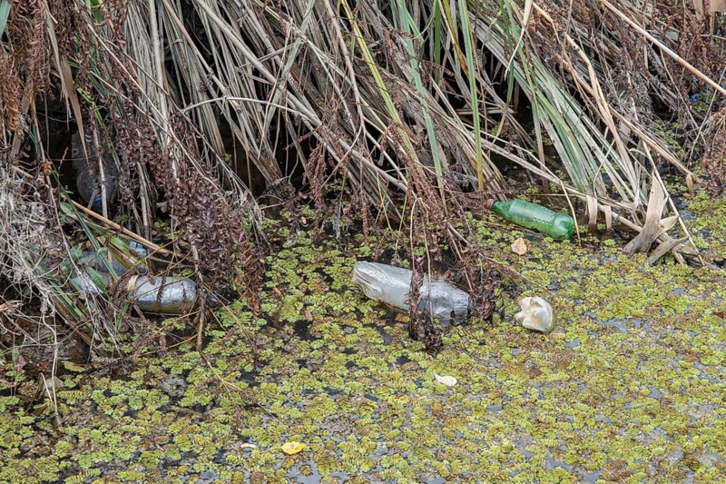 Plastic bottles swims on Floating Watermoss