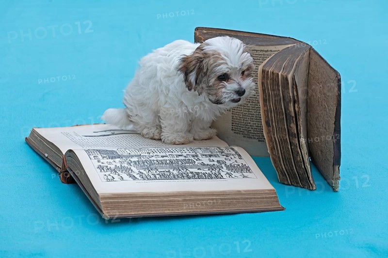 Bolonka Zwetna puppy with old books