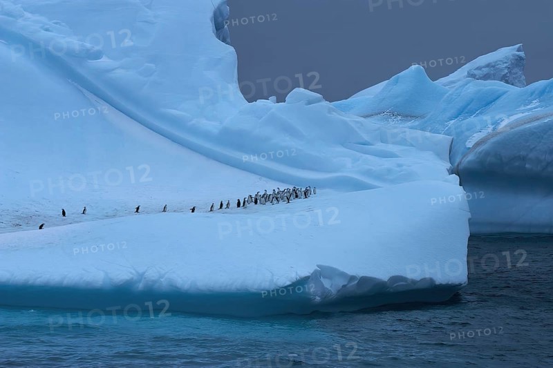 Chinstrap Penguin