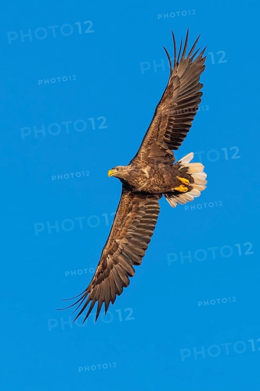 White-tailed eagle